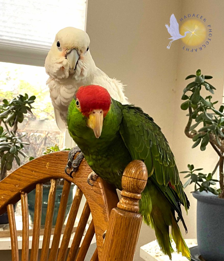 Two parrots sit close together. One is white, while the other is green and red. Although they look nothing alike, they are nonetheless close emotionally and physically.