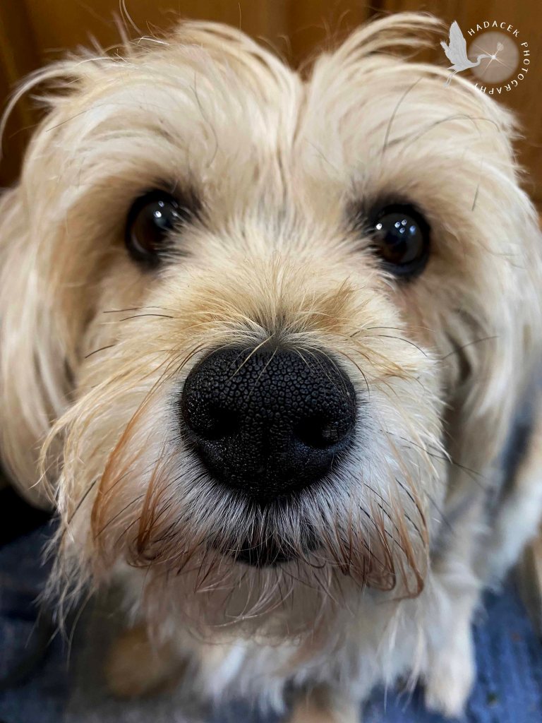 A shaggy gold dog looks      into the camera, the pebbling on her nose quite clear. She looks serious, not smiling.