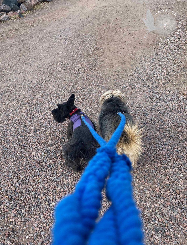 Two small dogs walk shoulder to shoulder on leash. Clearly, they are best friends.