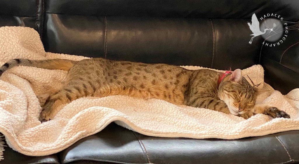 A Bengal cat shows her spots as she stretches out to sleep on a cream-colored blanket. Her eyes are closed, but she's smiling.