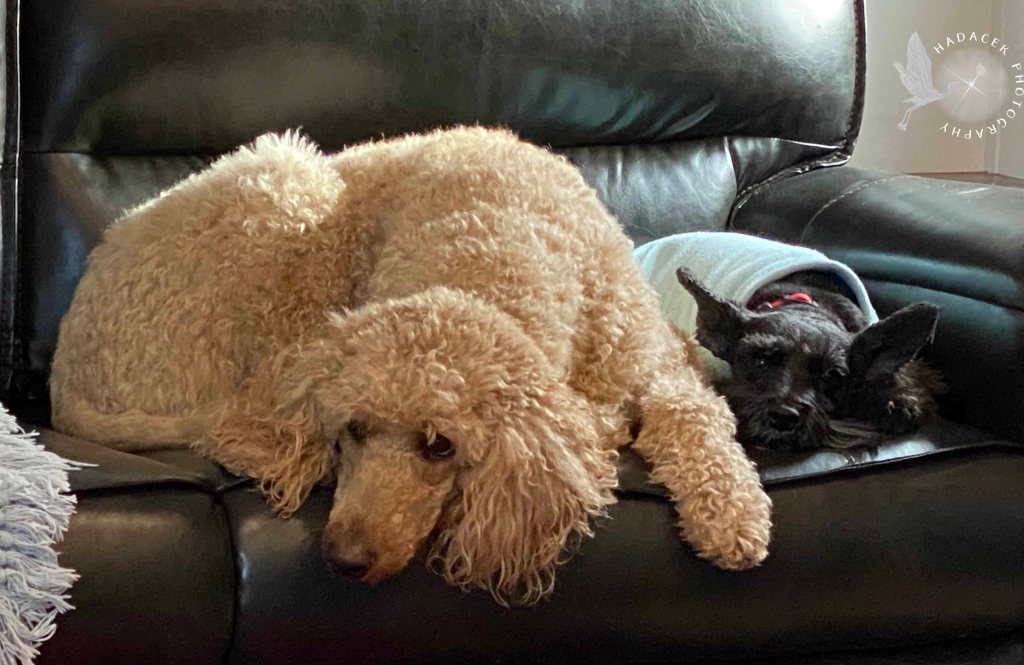 A large standard poodle is curled up on the couch next to a small black dog in a pale blue coat.