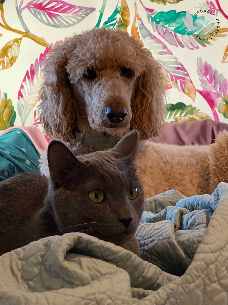 An apricot standard poodle lies behind a gray cat. They are both awake and alert, relaxed on the bed covers.