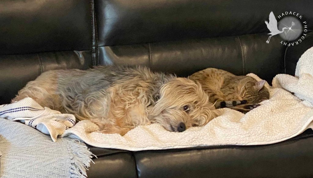 A shaggy dog and a cat on the couch next to each other. The cat sleeps, the dog watches the camera.