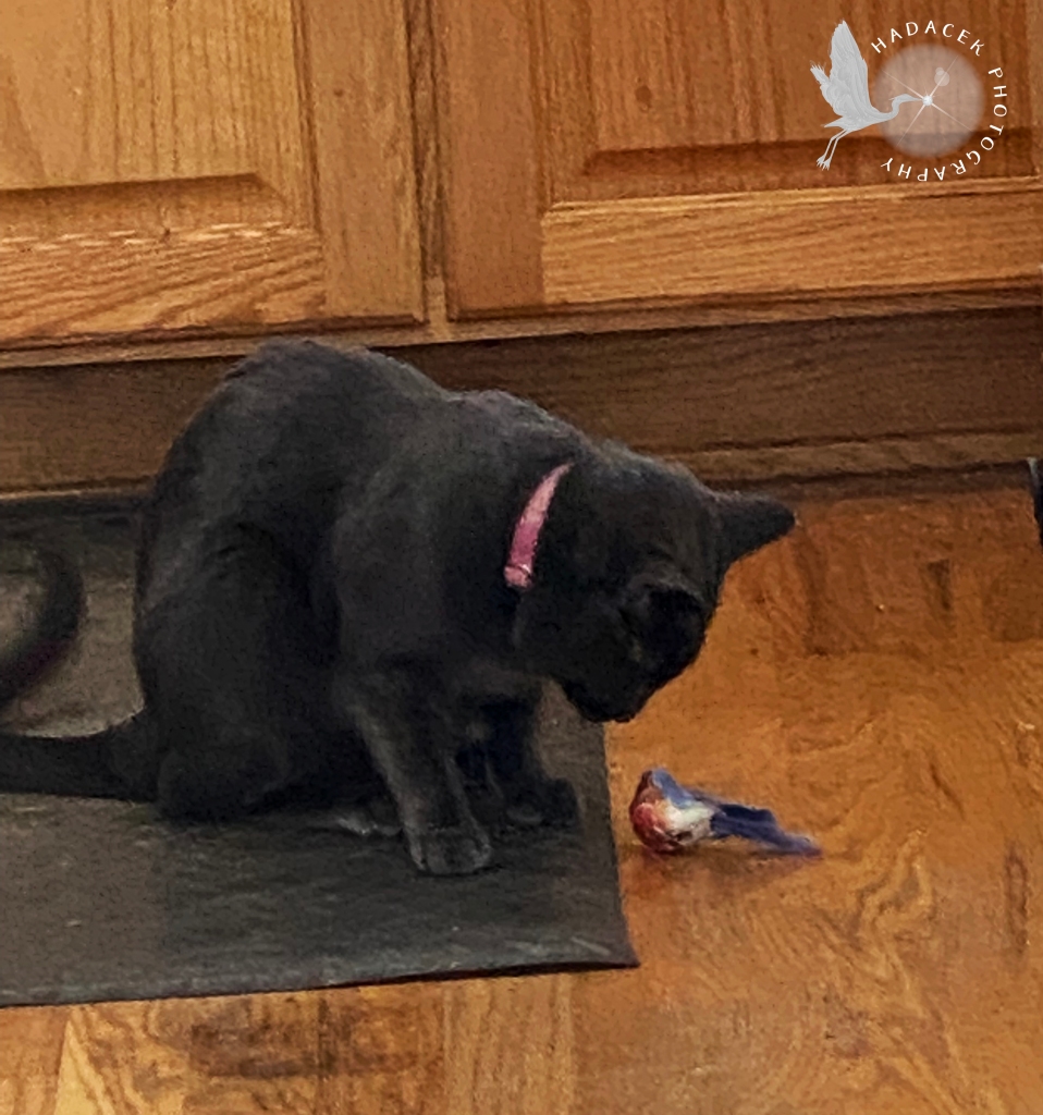 Gray cat is looking at a bird ornament that she has carried away from the tree.