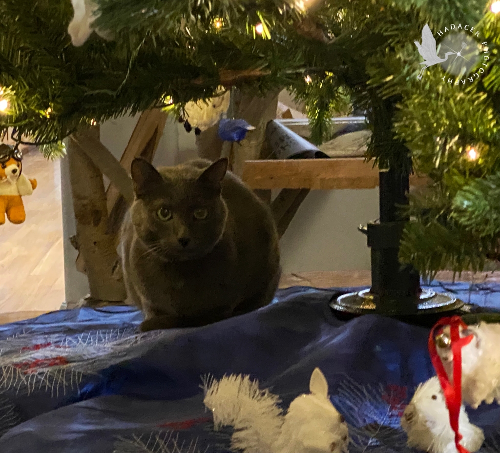A gray cat crouches beneath the Christmas tree, looking at the ornaments and contemplating her next move.
