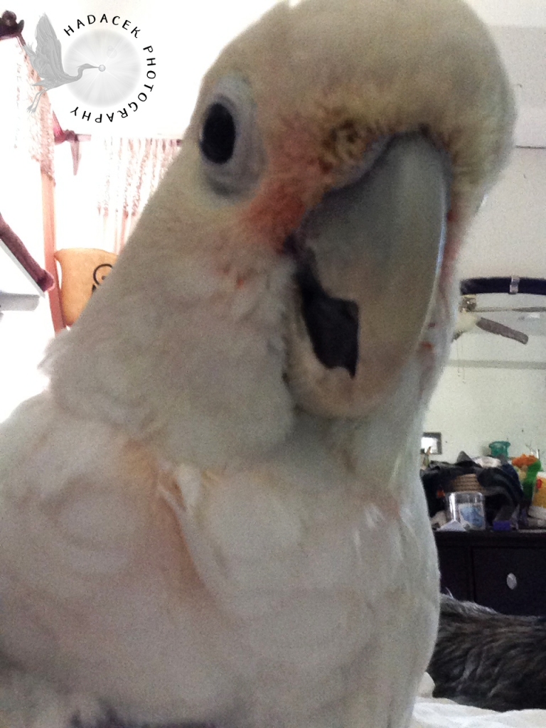 A Goffin's cockatoo is smiling for the camera. He's a white bird with tiny coral-colored feathers on his cheeks, up against the beak.