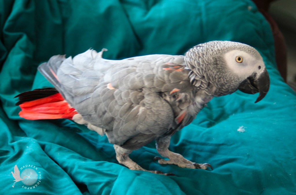 African Grey parrot stands on a brightly colored blanket.