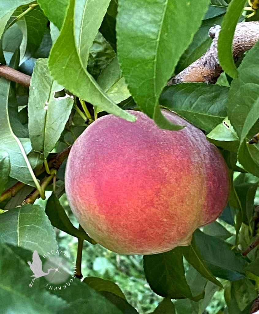 Ripe peach still on the tree
