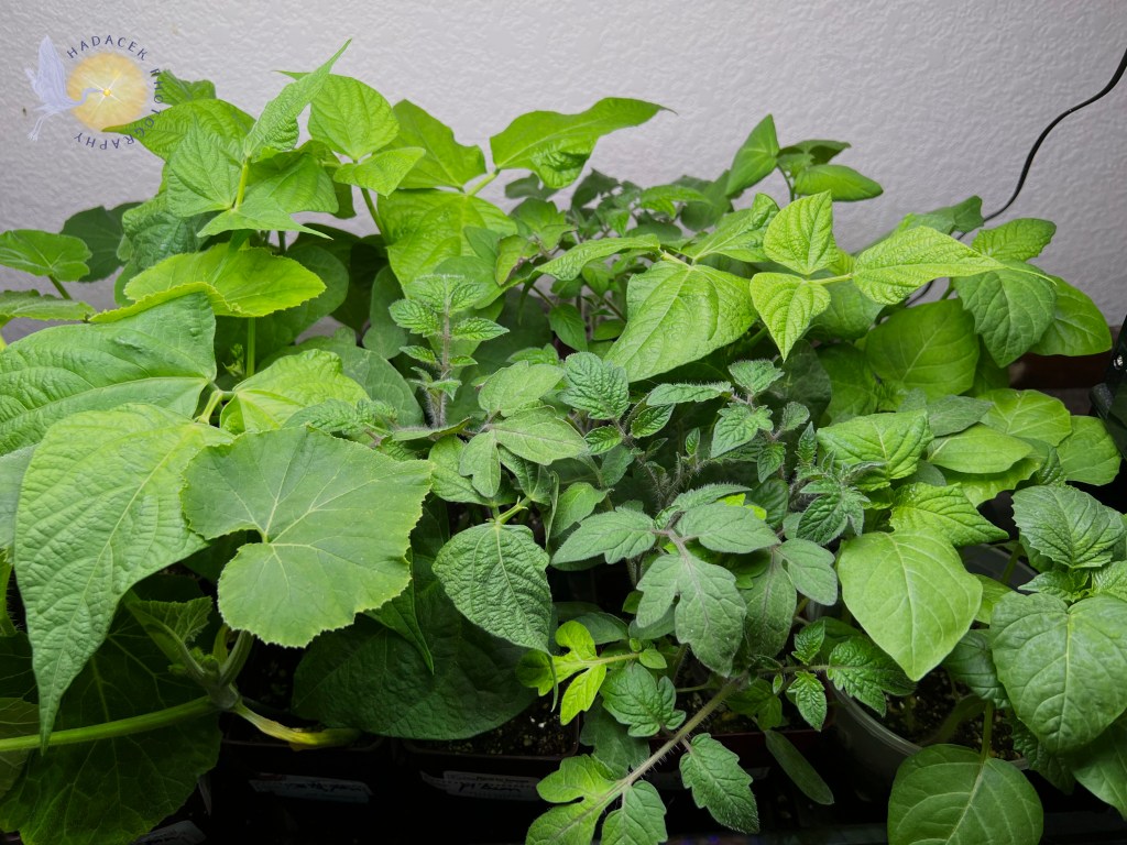 Lush green seedlings under a grow light