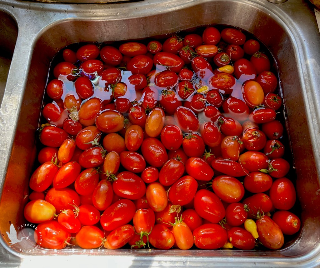Roma tomatoes in a sink full of water