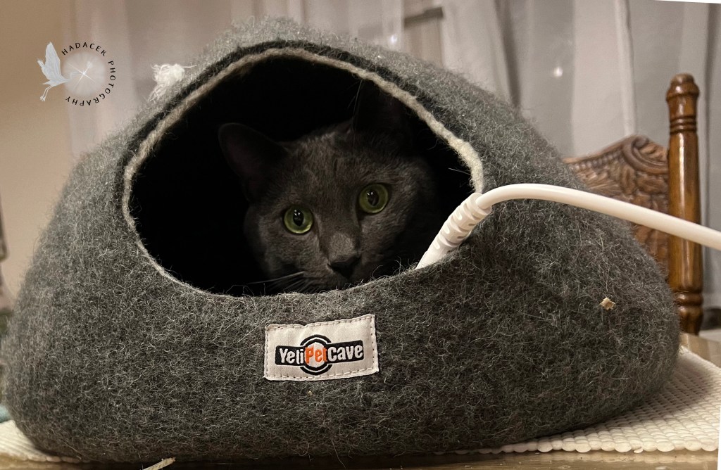 A gray cat peaks out of the gray cat cave.