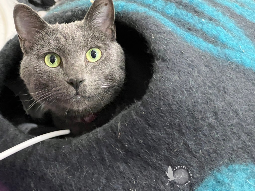 A gray cat pokes her head out of her cat cave, eyes bright and she appears to be smiling!