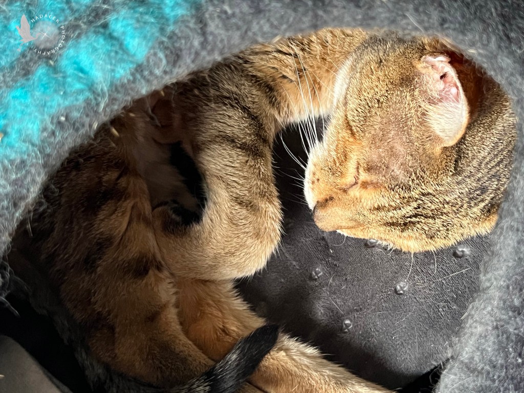 A Bengal cat is curled inside of her cat cave, sleeping on her heating pad.