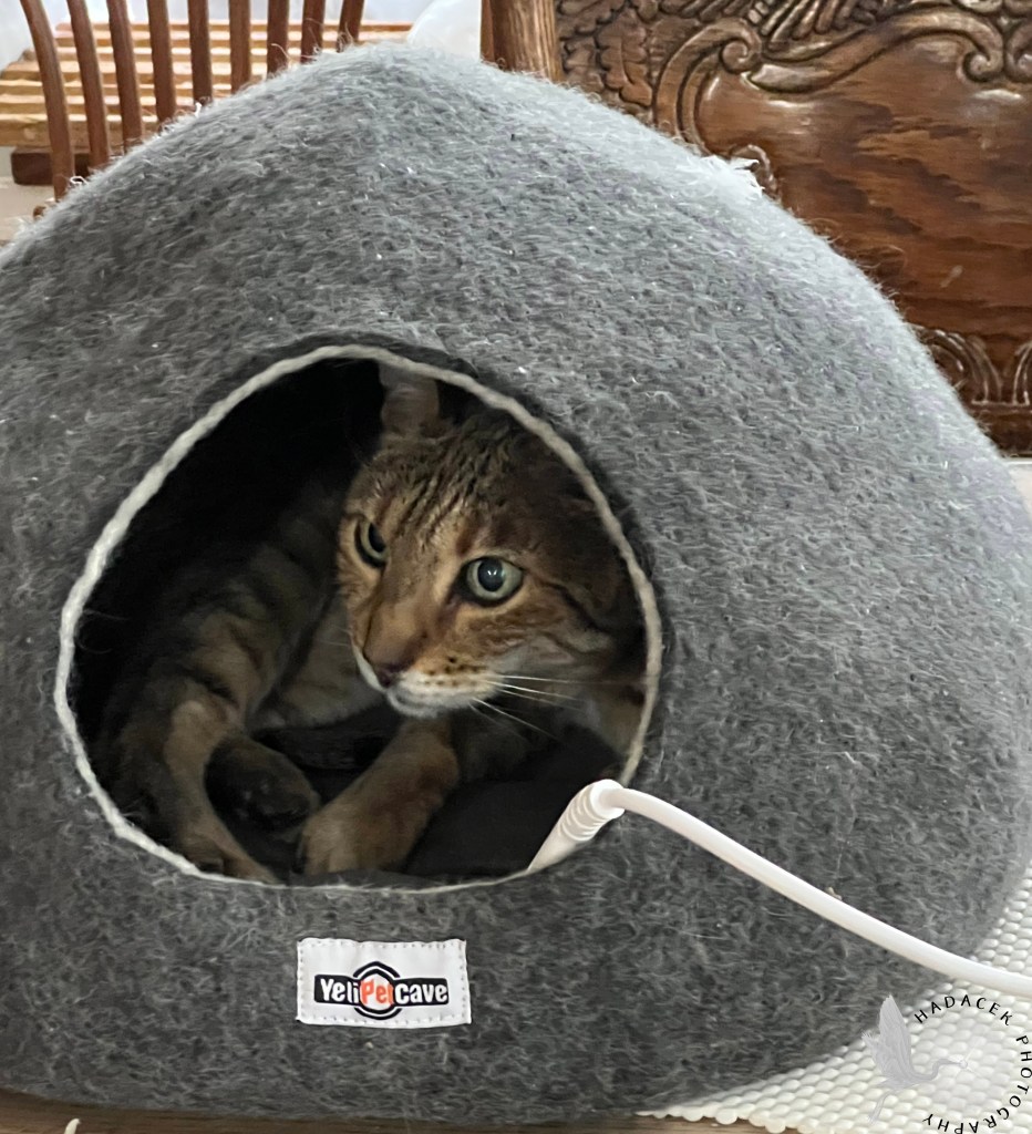 Bengal cat insider her cat cave. The heating pad cord is sticking out of the cave.