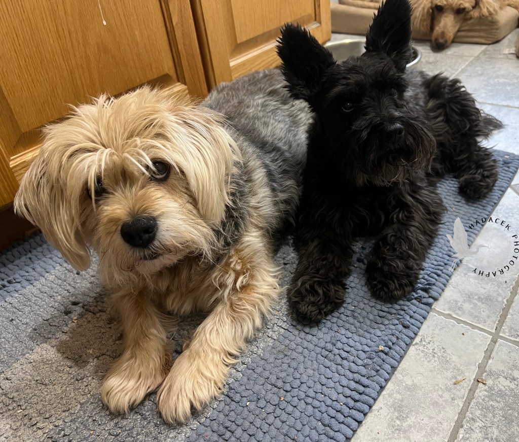 Three dogs are laying about on the floor. A medium shaggy tan and black dog, a small shaggy all-black dog, and a standard poodle. All eyes are on the cameraman!