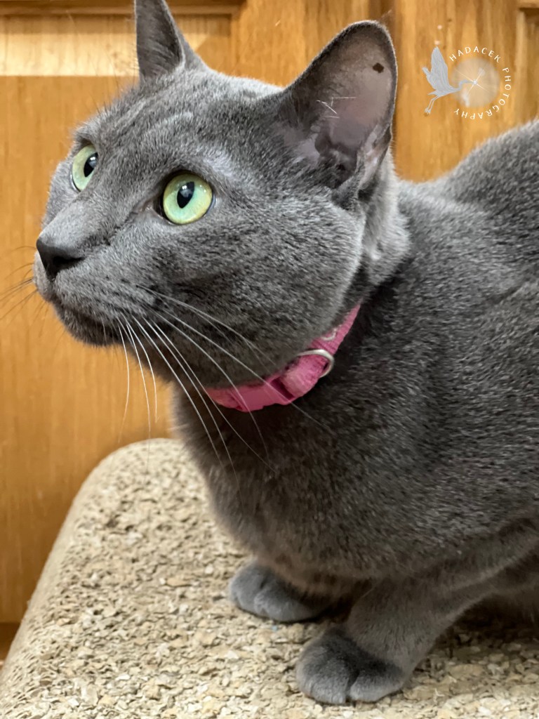 A grey cat crouches, looking left. Her eyes are luminous. They are greenish-blue near the iris and fading to a light green at the edges.