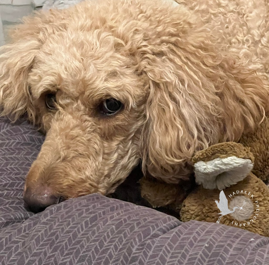 An apricot standard poodle lays with her stuffed toy tucked under her chin. 