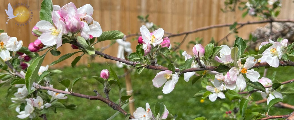 Pink and white blossoms line a thin branch.