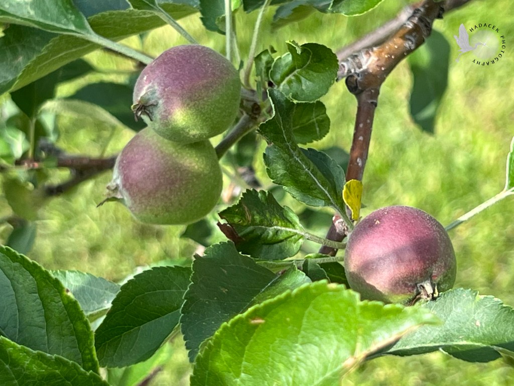 A cluster of tiny green apples, about 1.5" in diameter, show a faint blush as they grow on a slim branch.