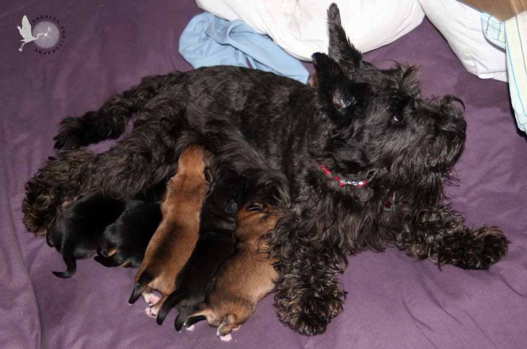Garnet, a small black dog with perky ears and a moustache, nurses her litter of five puppies. Two are brown, three are black; all are hungry!