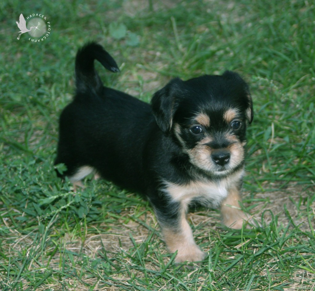 A tiny black puppy stands in the grass. Her ears are floppy and her face is black with gold eyebrows and gold on her cheeks. Her paws are gold with a gold blaze on her chest. Her tail is black.