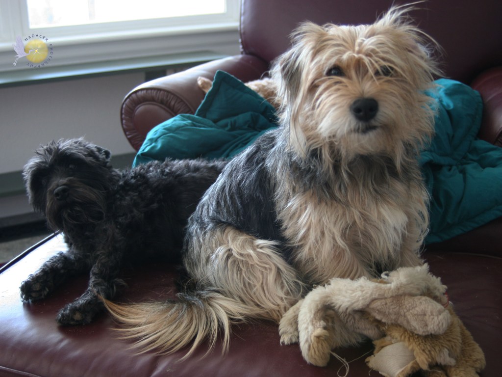 A small black dog lays next to a fluffy black and gold dog. What looks like a rag sits in front of the larger black and gold dog. It is a stuffed animal doll with all the stuffing gone.