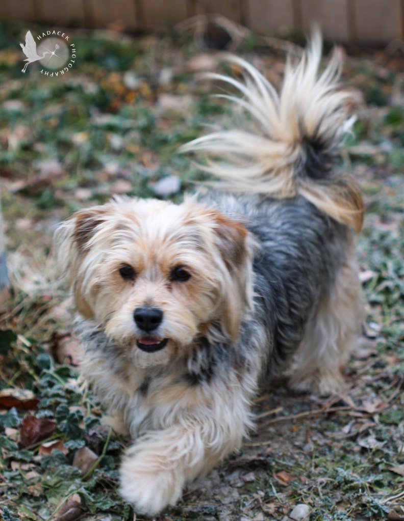 A medium-sized black and gold dog walks through grass that has a sheen of frost The gold guard hair on the black fur looks like it also is covered with frost.