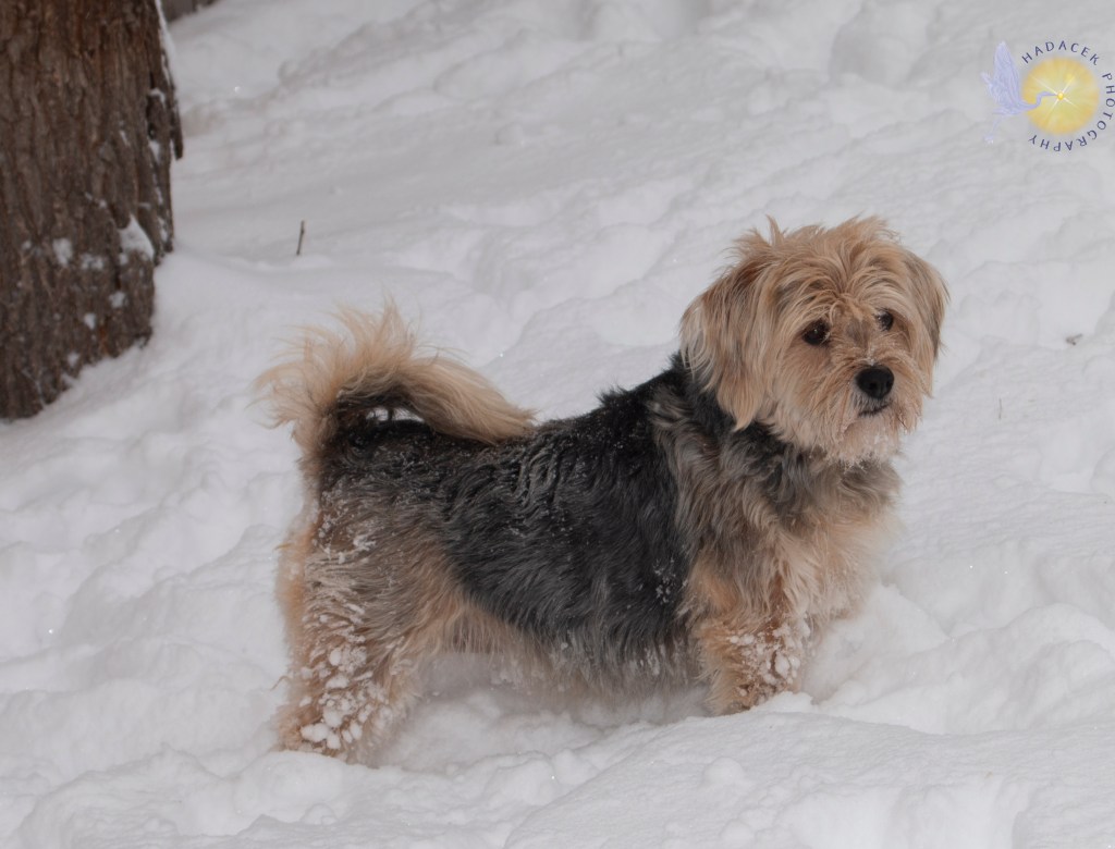A furry black and gold dog stands in snow. Clumps of snow stick to her legs. Her tail curls back over her body.