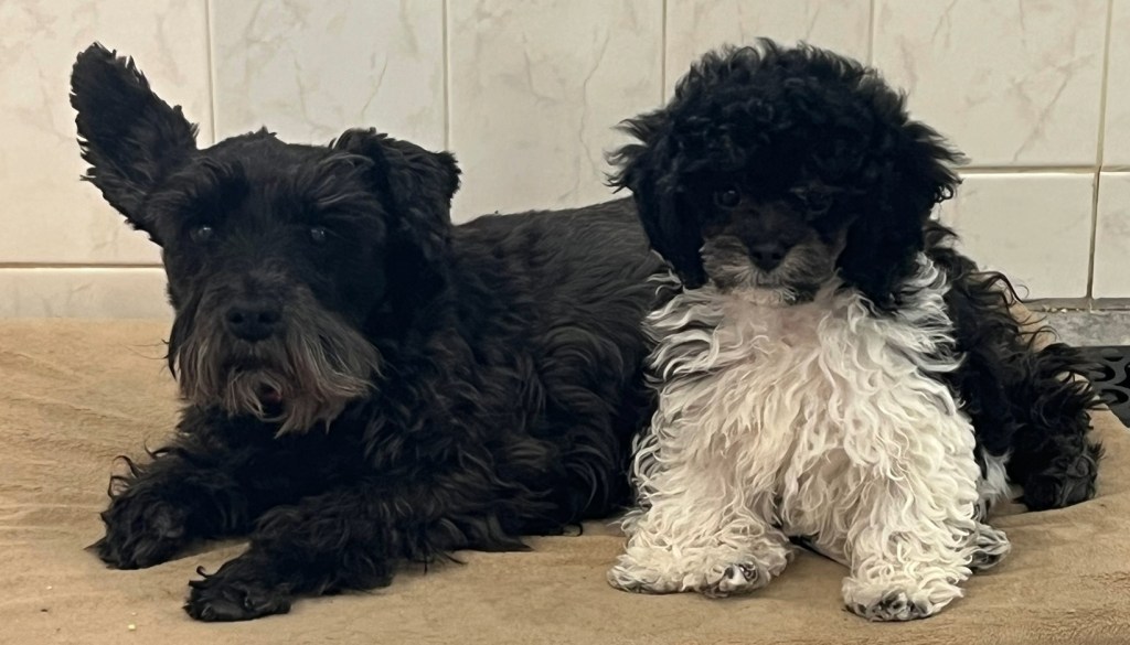 A black schnauzer mix adult dog is laying down, one ear up and one folded down. Cuddled to her midsection is a black and white poodle puppy.