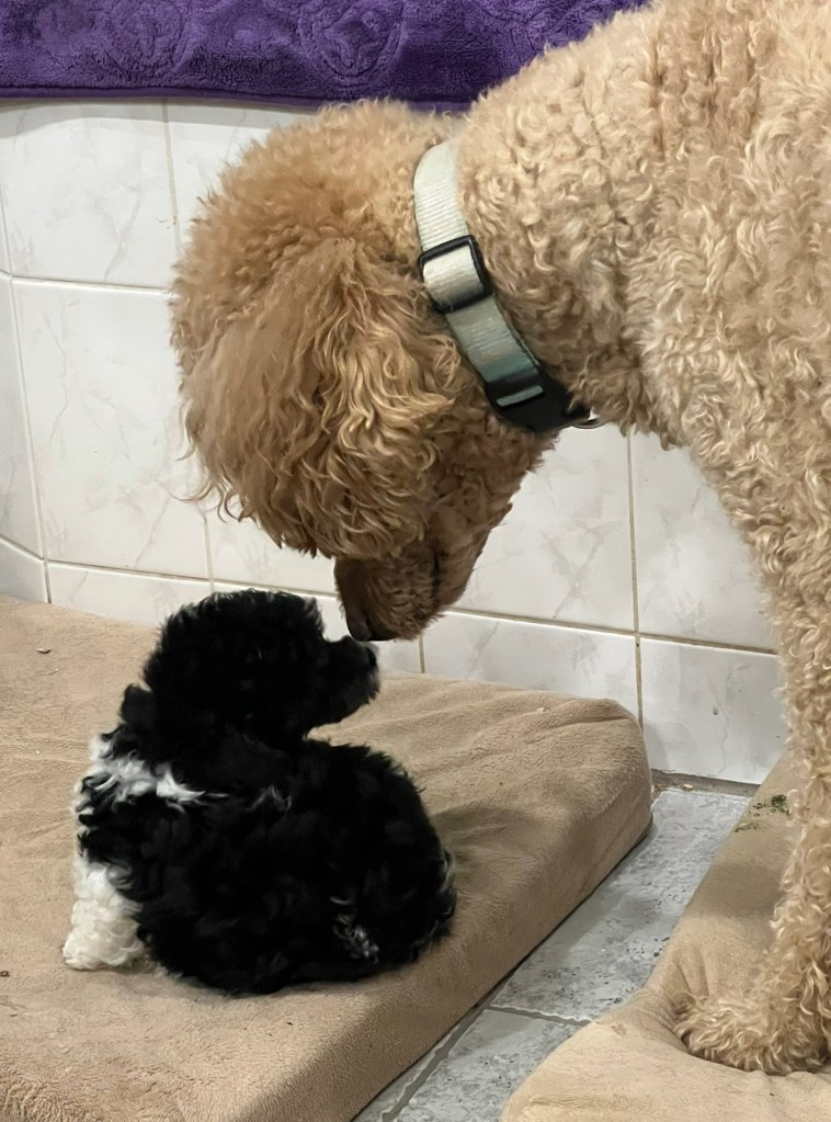 A small black and white poodle sits while an apricot standard poodle adult approaches. They touch noses!