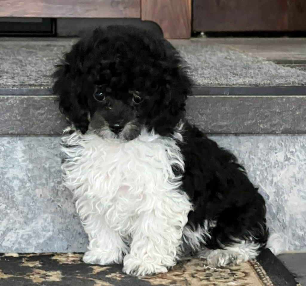 Black and white teacup poodle sits on a stair, looking forward.