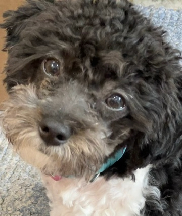 Puppy face looks to the camera. It is mainly black with brown eyes and a brown and white mustache. The dog's chest is white.