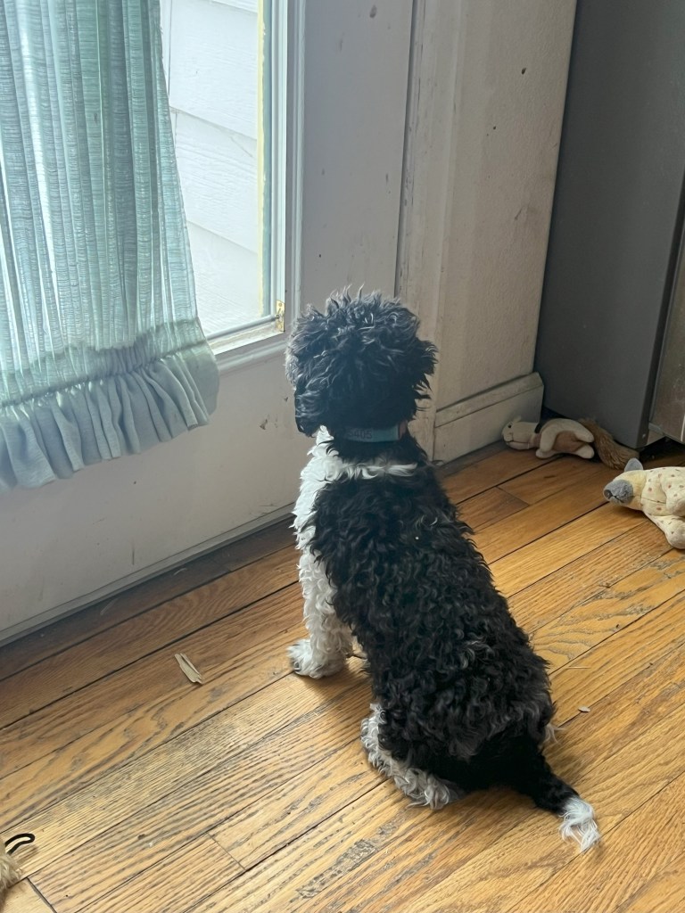 A small black and white dog looks out a door's window into the world beyond.