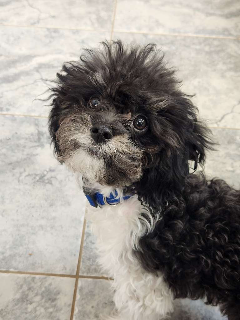 A small black and white puppy looks a bit wild. He needs a haircut!  He has a white chin and brown and white mustache.
