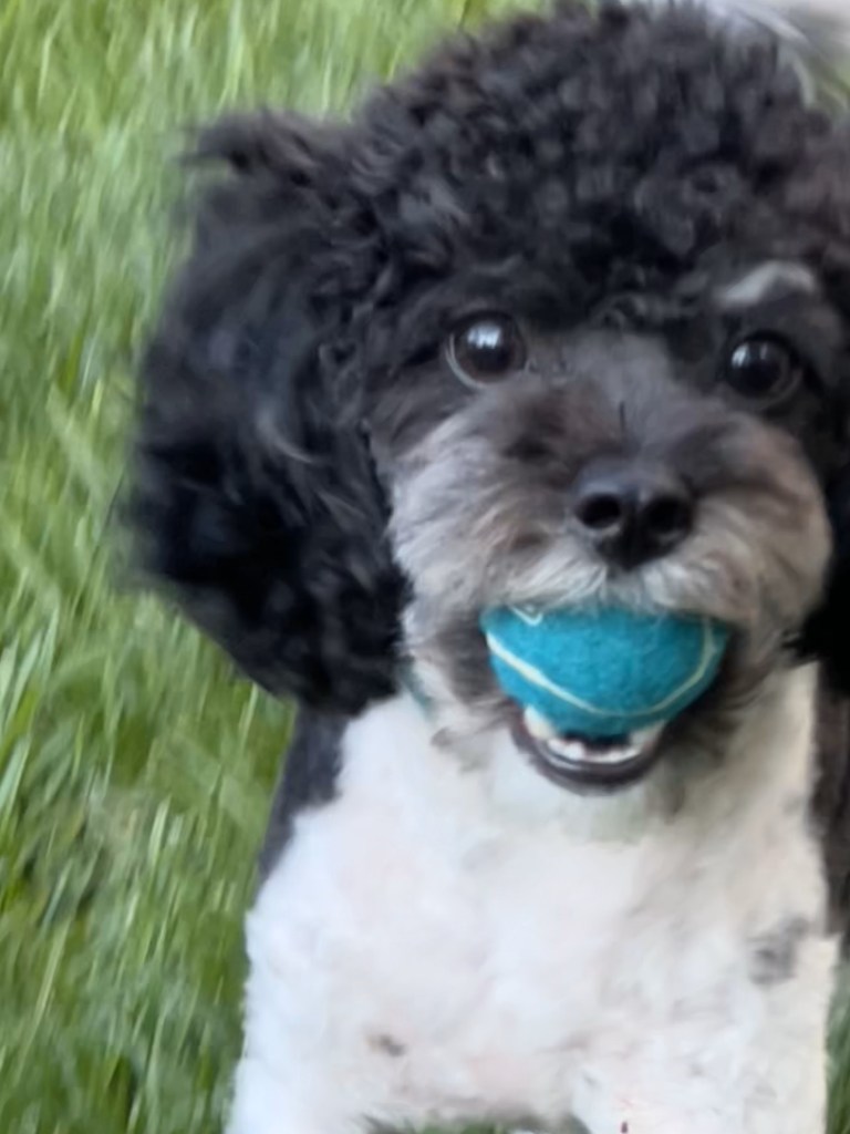 A black and white toy poodle holds a blue ball in his mouth.