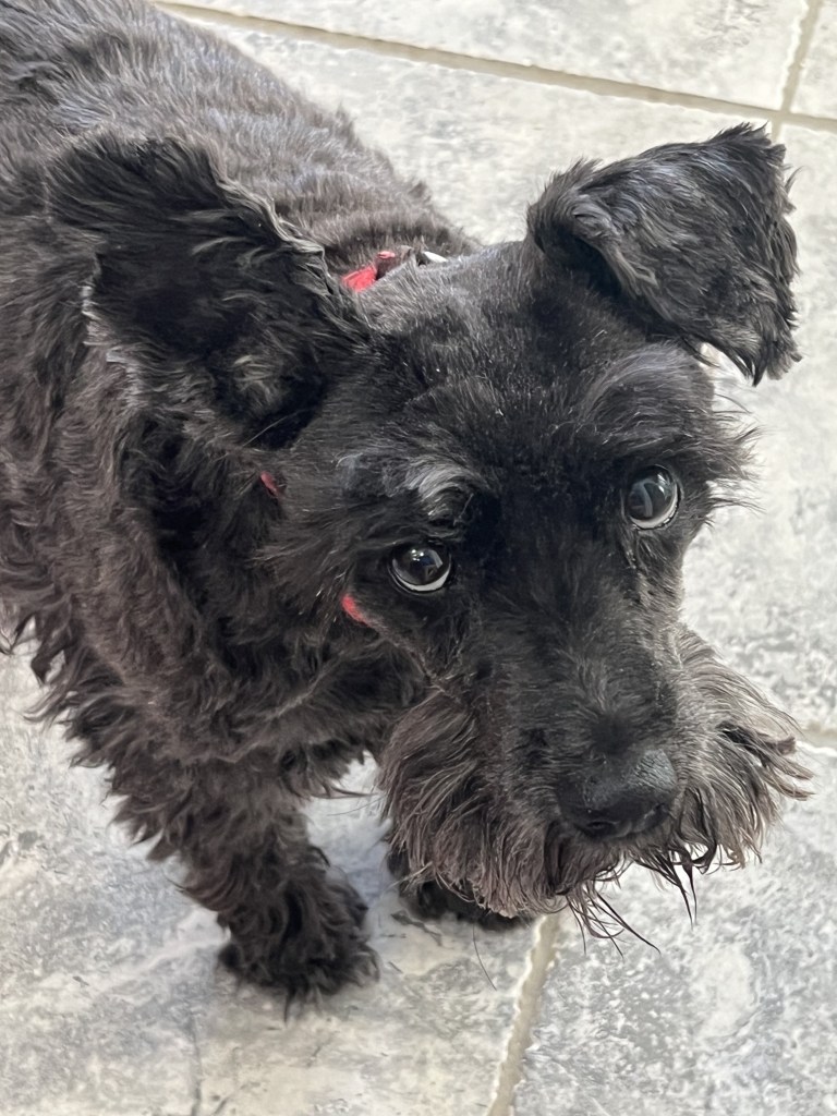 A black senior dog, with one upright ear and one floppy ear. She rocks a little moustache!