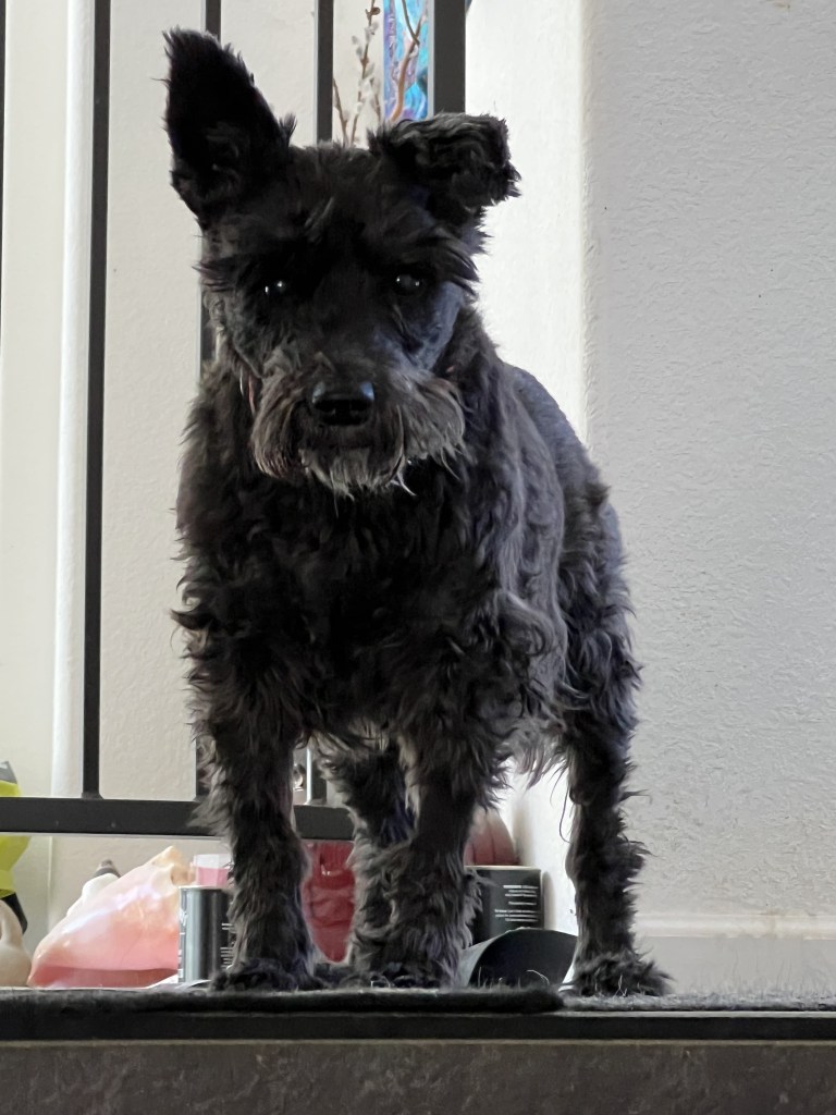 Black dog with a little moustache stares at the camera.