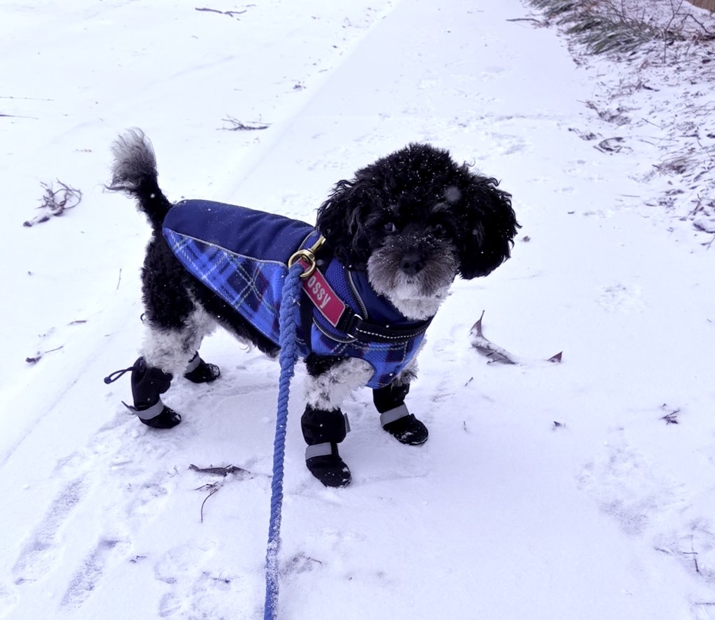 Black and white toy poodle stands on a snowy sidewalk. He's wearing a blue coat and boots to protect his feet from the ice and snow.